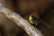 Siskin